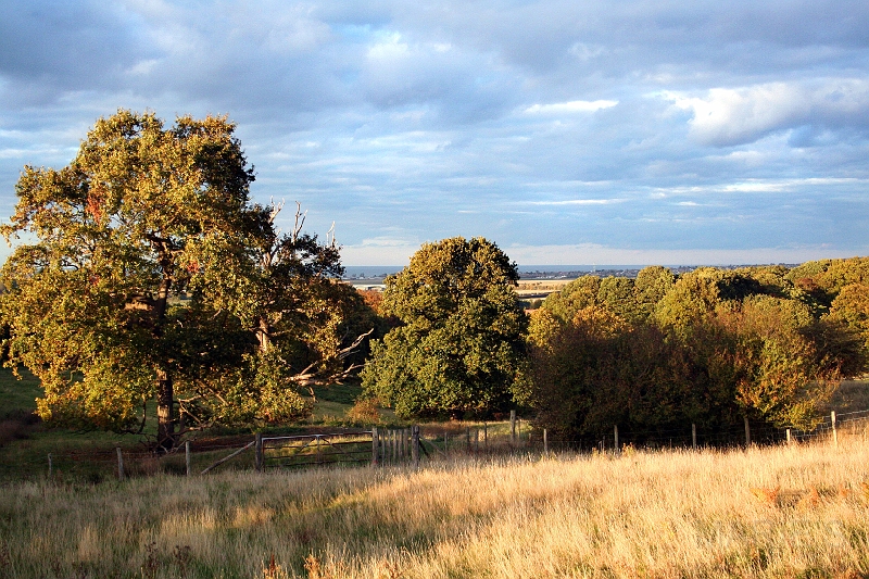 NZ Bank in autumn.jpg
